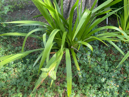 Stinkende Lis - Iris foetidissima