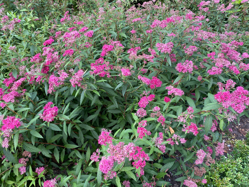 Japanse spirea (Roze) - Spiraea japonica 'Anthony Waterer' TIP