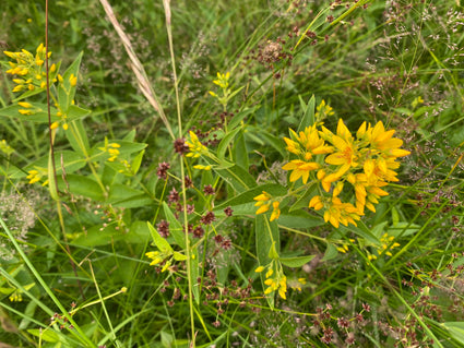 Grote wederik - Lysimachia vulgaris