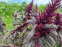 Kattenstaartamarant - Amaranthus caudatus