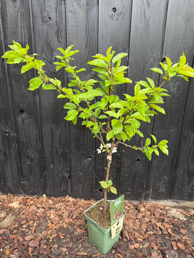 Biologisch Kersenboom - Prunus avium 'Regina' Compact, halfstam