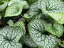 Kaukasische vergeet mij niet - Brunnera macrophylla 'Sea Heart'