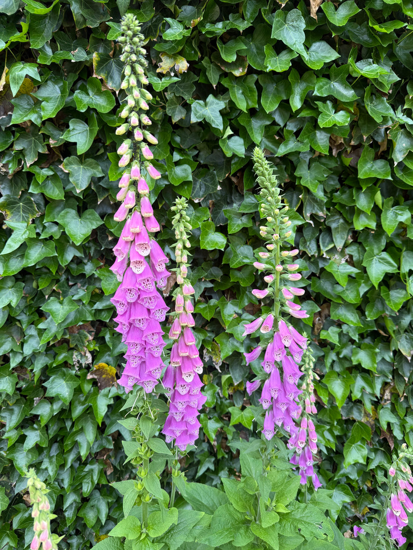 Gewoon Vingerhoedskruid - Digitalis purpurea