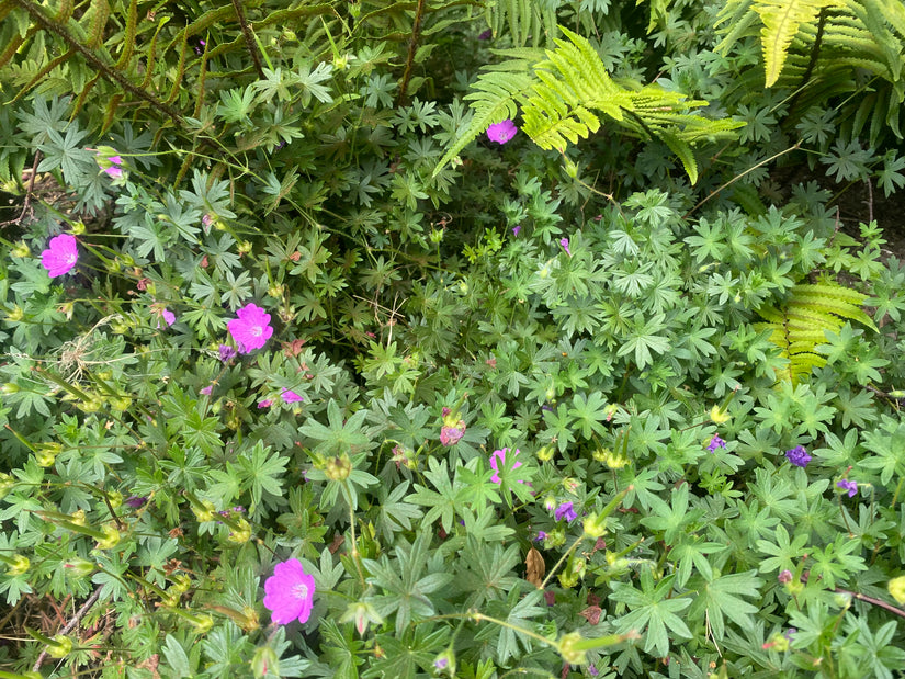 Ooievaarsbek (Lage soort) - Geranium sanguineum 'Max Frei'