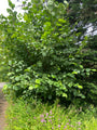 Gewone Hazelaar (Inheems) - Corylus avellana