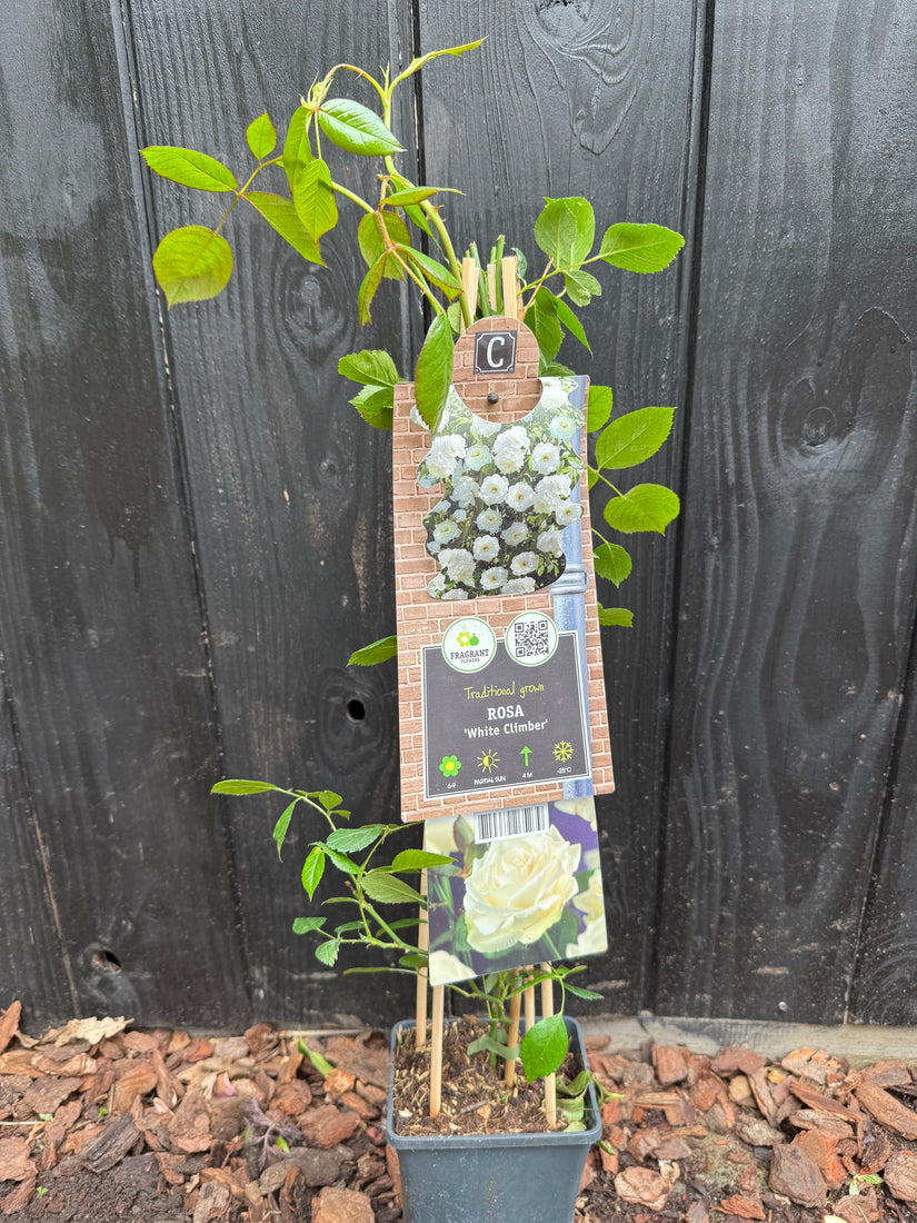 Witte Klimroos - Rosa (K) 'White Climber'