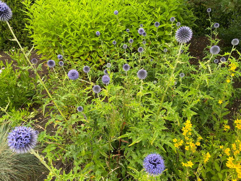 Kogeldistel - Echinops bannaticus 'Blue Globe'