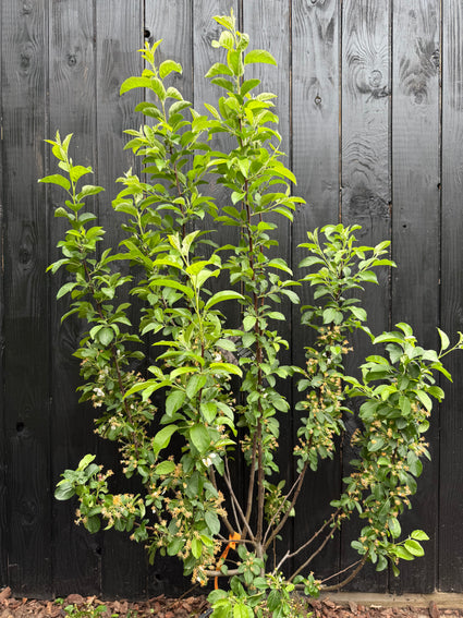 Meerstammige Sierappel (Rood) - Malus 'Red Sentinel'