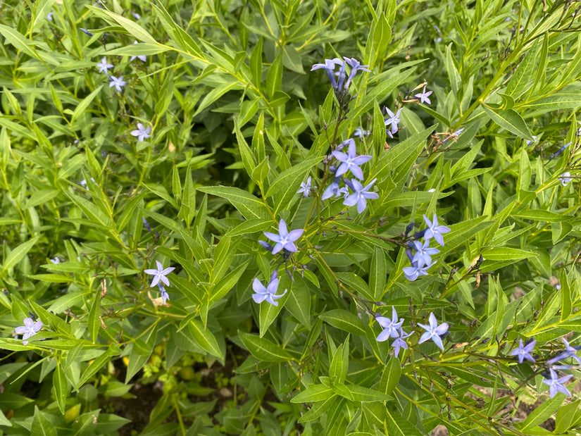 Blauwe ster - Amsonia tabernaemontana var. Salicifolia