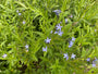 Blauwe ster - Amsonia tabernaemontana var. Salicifolia