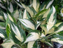 Hartlelie - Hosta 'Fire and Ice'