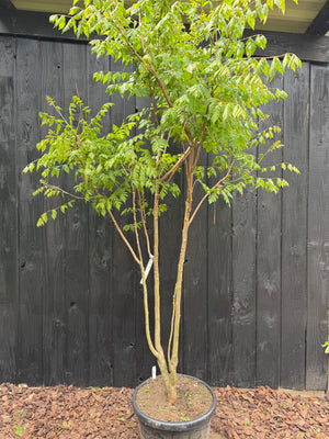 175-200 cm, C55