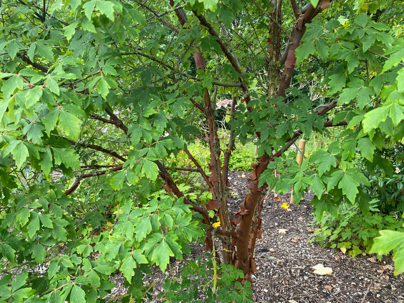 Papieresdoorn - Acer griseum