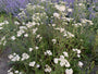 Gewoon duizendblad (Wit) - Achillea millefolium 'Schneetaler'