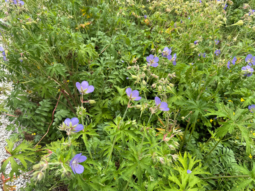 Ooievaarsbek (Middelhoog) - Geranium 'Orion'
