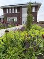 Biologisch Fraaie Vrouwenmantel - Alchemilla mollis