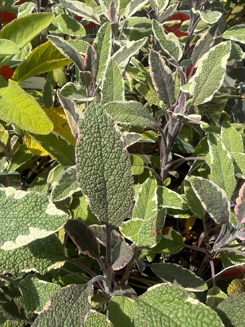 Bonte salie - Salvia officinalis 'Tricolor'