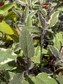 Bonte salie - Salvia officinalis 'Tricolor'
