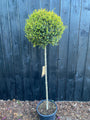 Wintergroene Liguster op stam - Ligustrum Jonandrum / Delavayanum halfstam