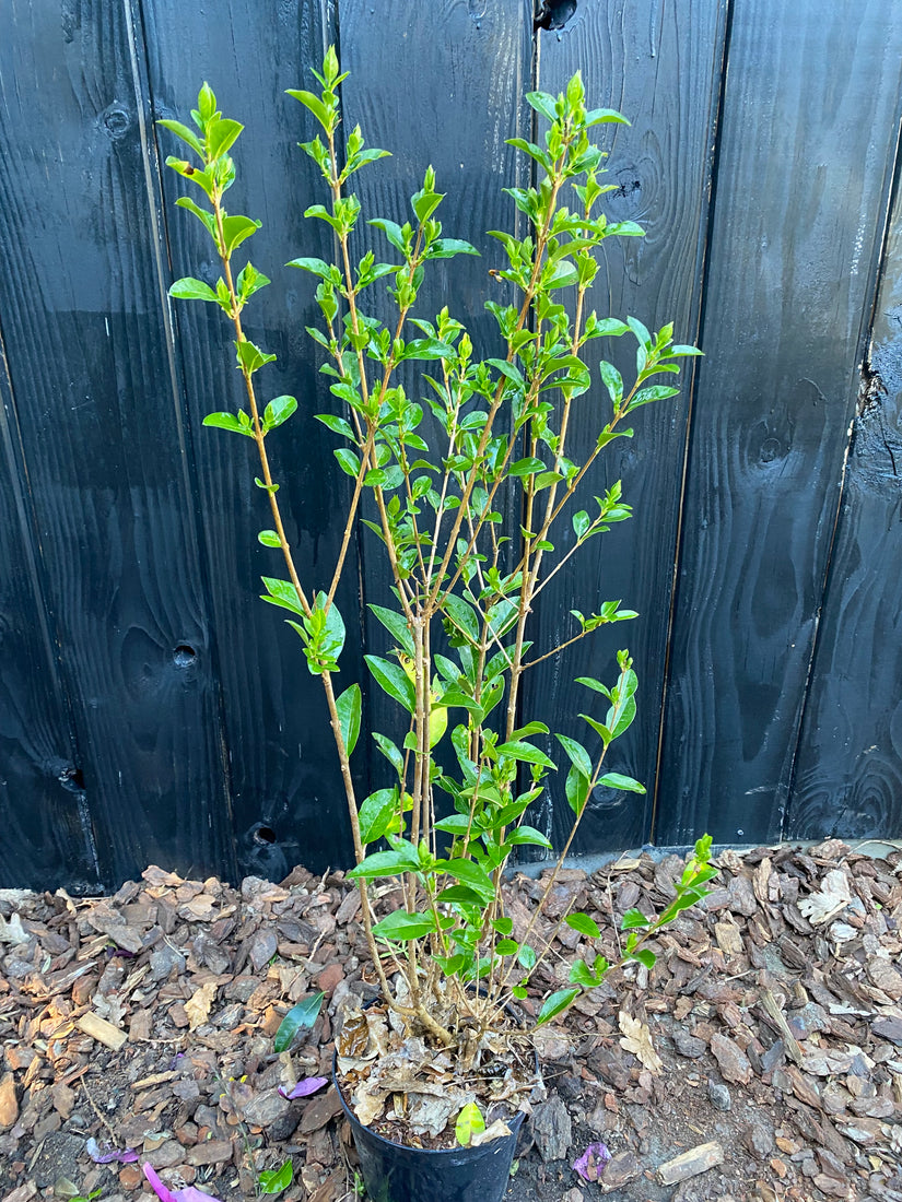 Liguster - Ligustrum Ovalifolium