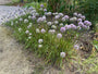 Biologiosche Sierui - Allium 'Millenium'