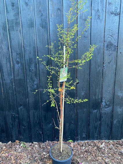 Watercipres - Metasequoia glyptostroboides