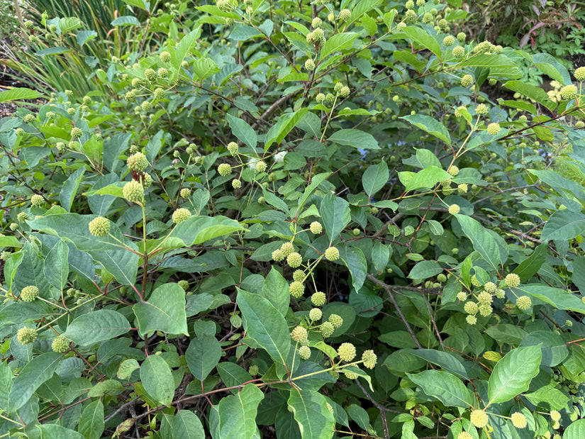 Kogelbloem - Cephalanthus occidentalis
