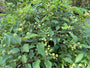Kogelbloem - Cephalanthus occidentalis