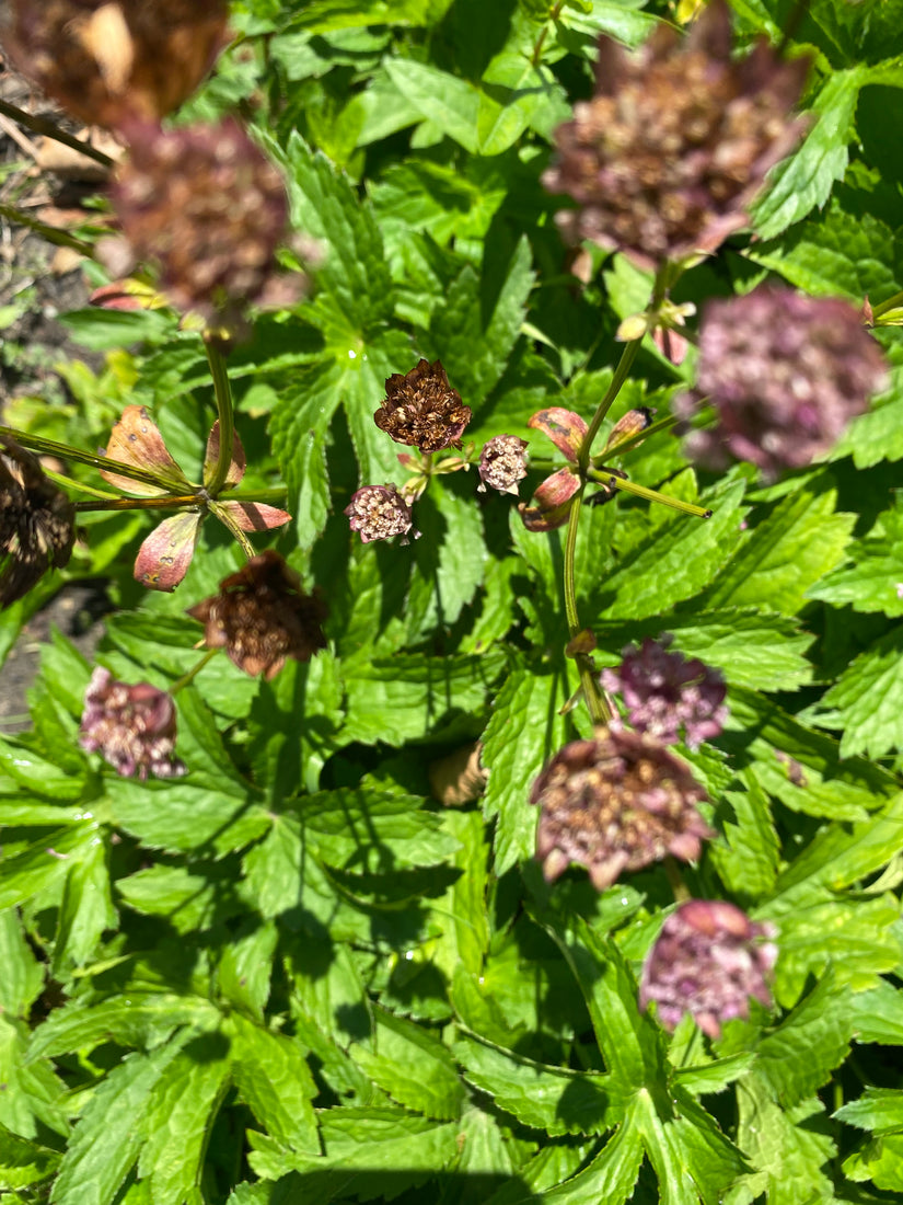 Zeeuws knoopje - Astrantia major 'Rubra'