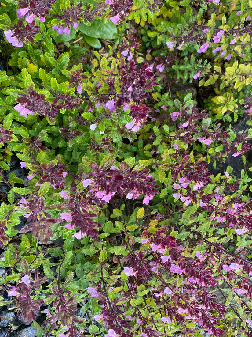 Echte Gamander - Teucrium chamaedrys