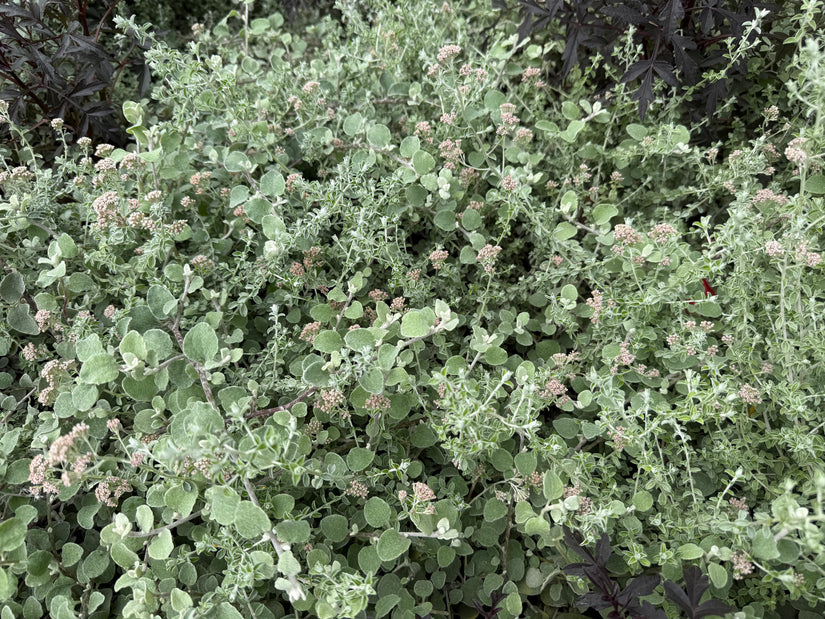 Kerrieplant - Helichrysum italicum