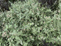 Kerrieplant - Helichrysum italicum