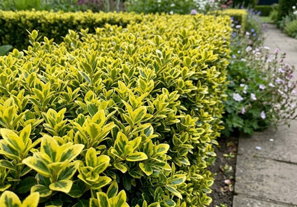 Japanse hulst - Ilex crenata 'Golden Gem'