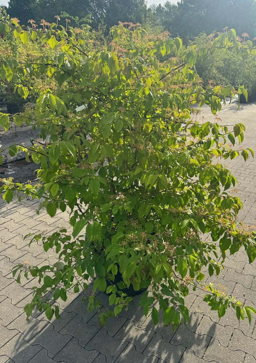 Japanse sneeuwbal - Viburnum plicatum 'St. Keverne'