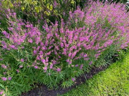 Roedekattenstaart - Lythrum virgatum