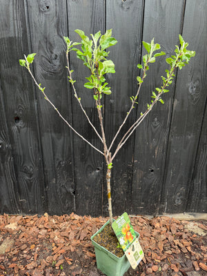60-80 cm, C6.5