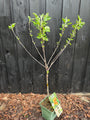 Biologisch Appelboom - Malus domestica 'Elstar' Compact, halfstam
