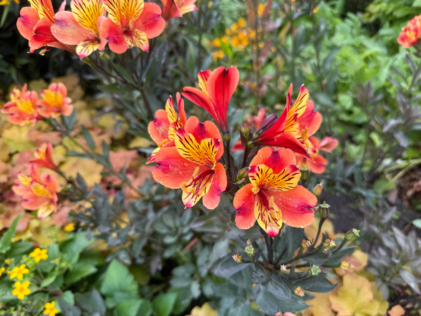 Peruviaanse lelie - Alstroemeria Ligtu Hybrids