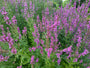 Kattenstaart - Lythrum virgatum 'Dropmore Purple'