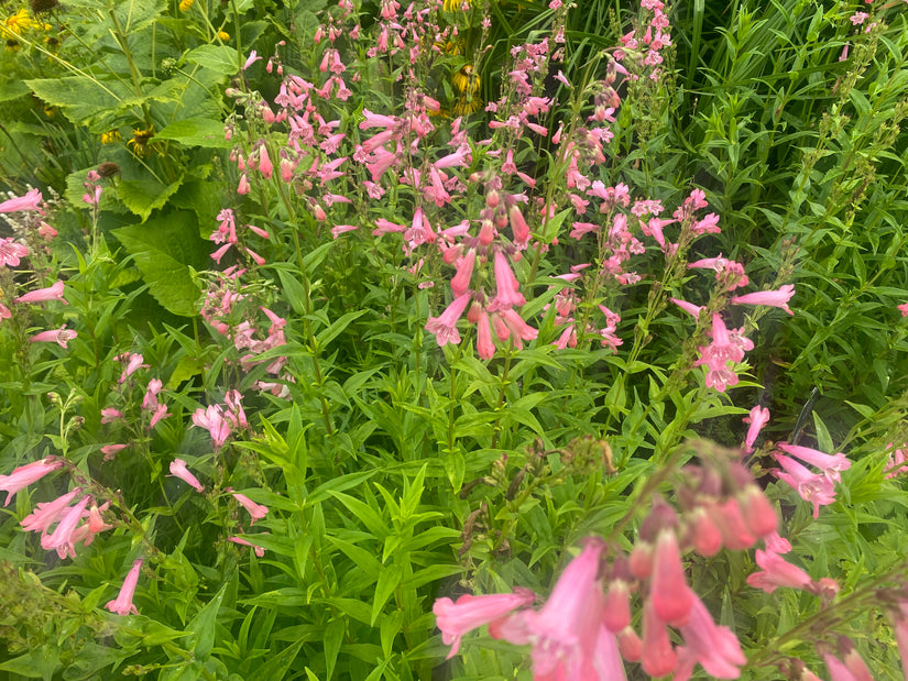 Slangenkop - Penstemon 'Apple Blossom'