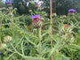 Kardoen - Cynara cardunculus 'Cardy'