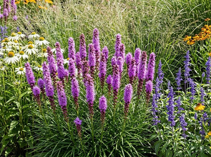 Knopige slangenwortel - Liatris spicata 'Kobold'