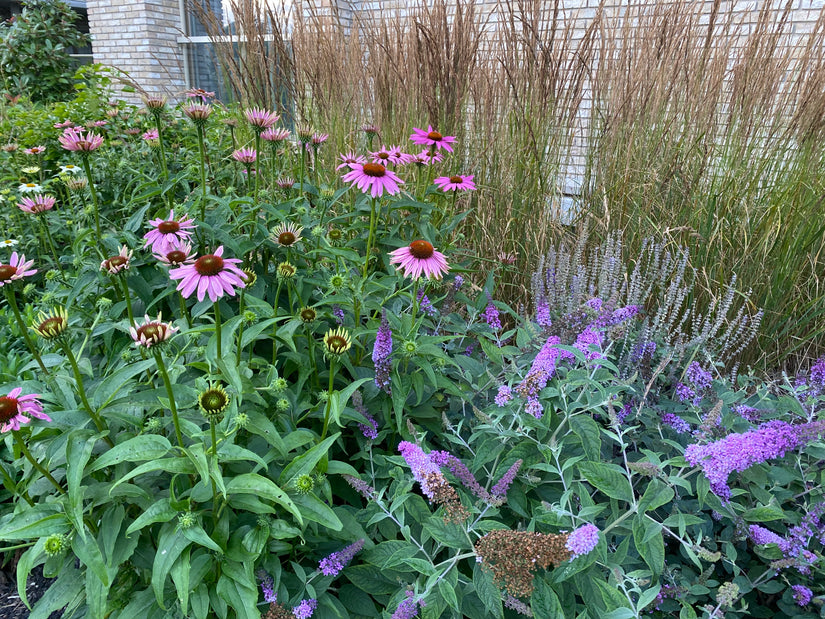 Rode Zonnehoed - Echinacea purpurea