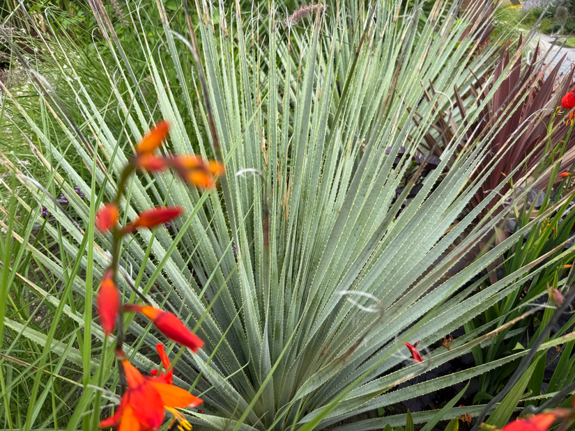 Yuccabladige kruisdistel - Eryngium yuccifolium