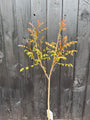 Gele Zeepboom - Koelreuteria Paniculata (Lampionboom)
