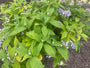 Hortensia - Hydrangea involucrata