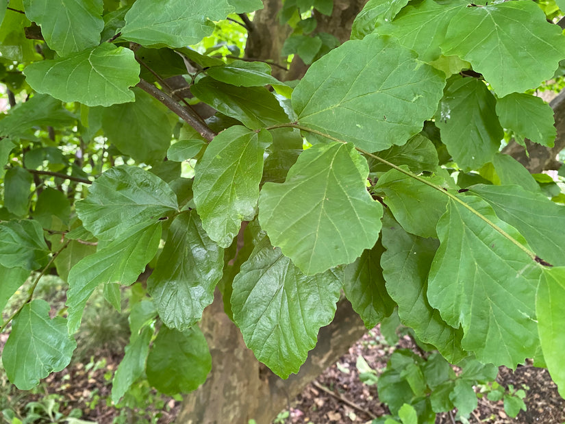 Perzisch ijzerhout - Parrotia Persica