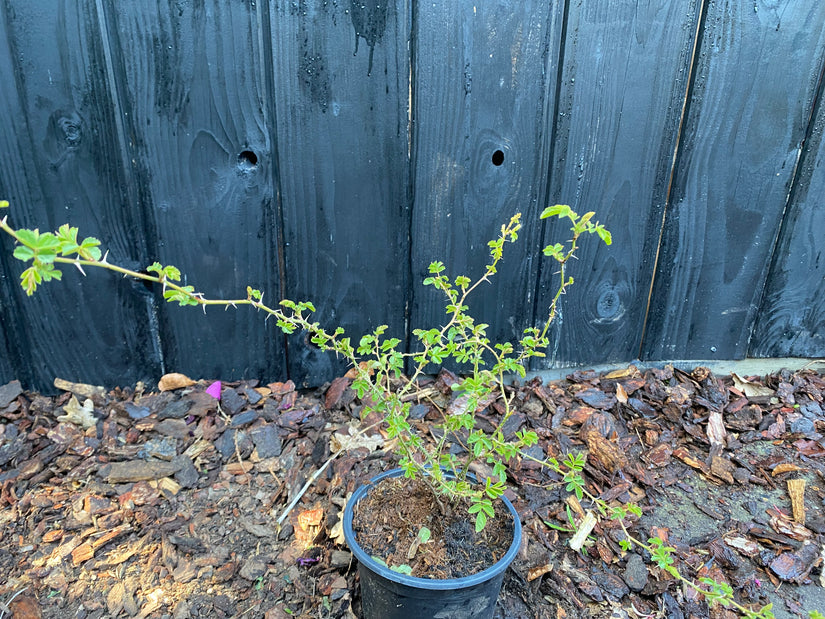 Wilde roos - Rosa rubiginosa