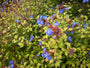 Loodkruid - Ceratostigma plumbaginoides