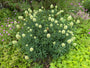 Klaver - Trifolium ochroleucon